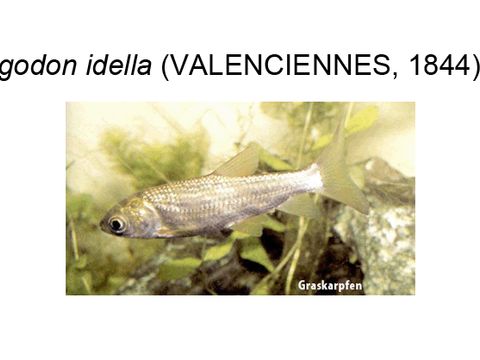 34 Grass carp - Ctenopharyngodon idella (Valenciennes, 1844) (Image: Umweltatlas Berlin)