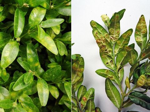 Buchsbaumgallmücke: Schadbild auf der Blattober- und -unterseiteBuchsbaumgallmücke: Schadbild auf der Blattober- und -unterseite (Bild: Pflanzenschutzamt Berlin)