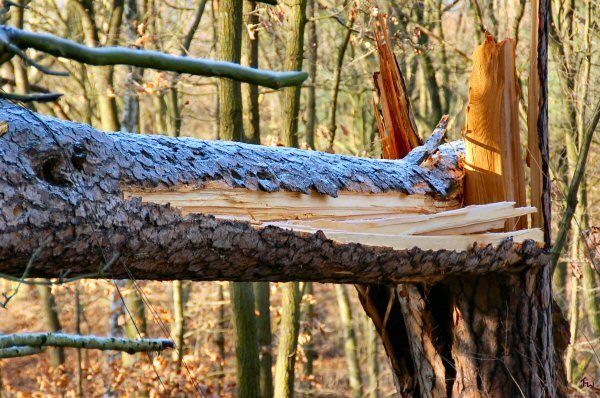 Sturmschaden Januar 2007