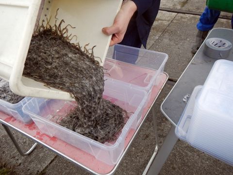 Glasaale werden aus einer großen Kiste in Transportkisten umgefüllt.