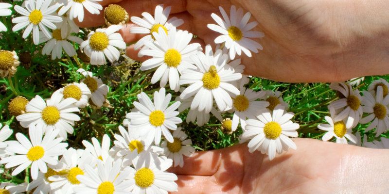 Blumen in Händen