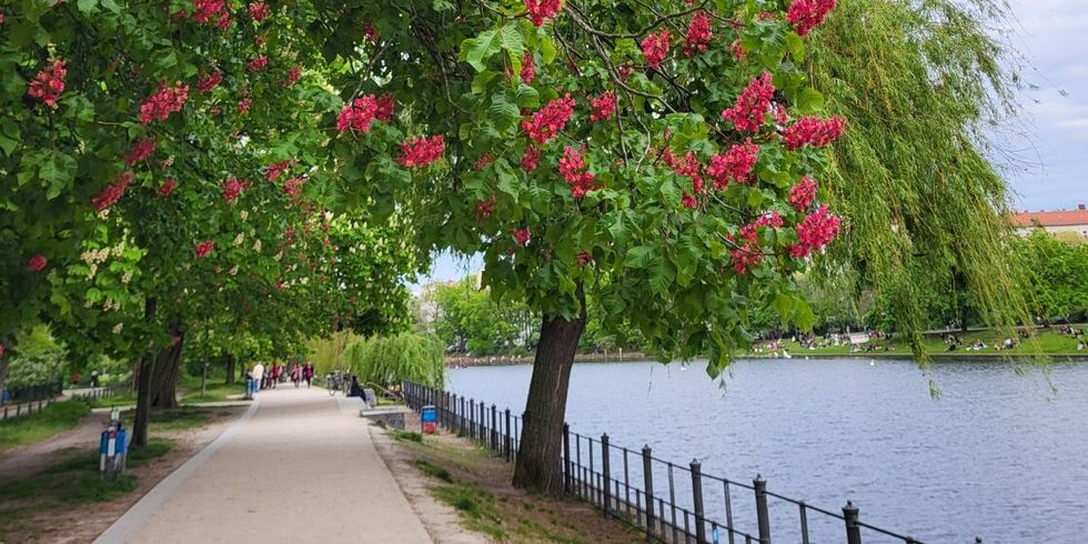 Baum mit roten Blüten am Ufer des Landwehrkanals