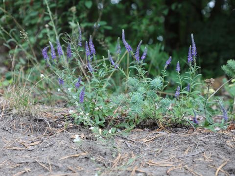 Der Ährige Blauweiderich (Veronica spicata) ist durch Baumaßnahmen, Nährstoffeinträge und Ruderalisierung von Trockenrasen gefährdet. (Bild: Justus Meißner (Stiftung Naturschutz Berlin))