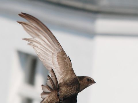 Vögel in Höhlen, Nischen und Kästen - Mauersegler - Foto von Klaus Roggel