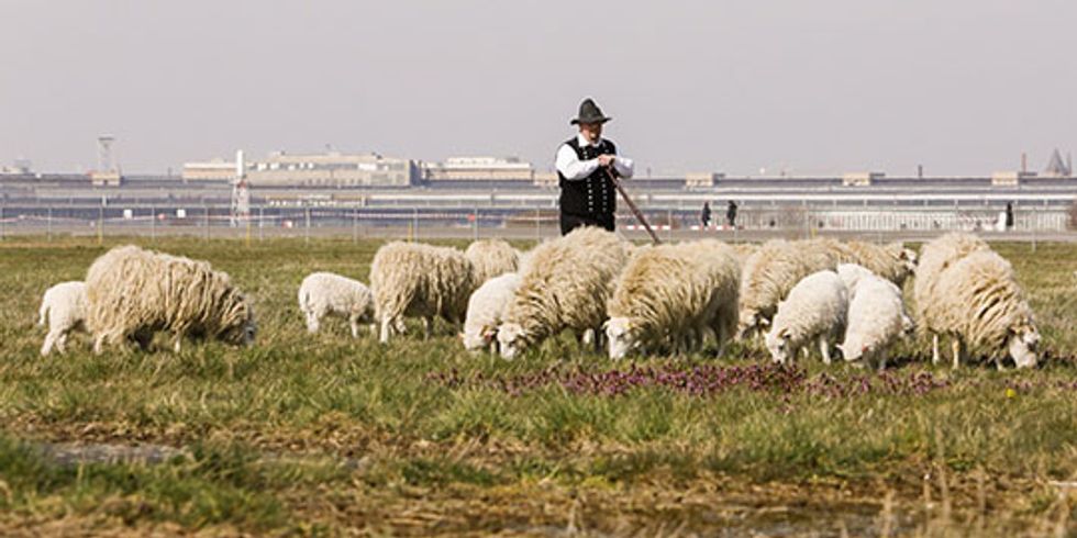 Schafe weiden auf dem Tempelhofer Feld