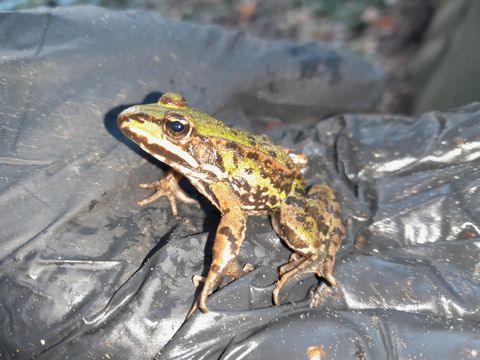 (Bild: BA Reinickendorf)