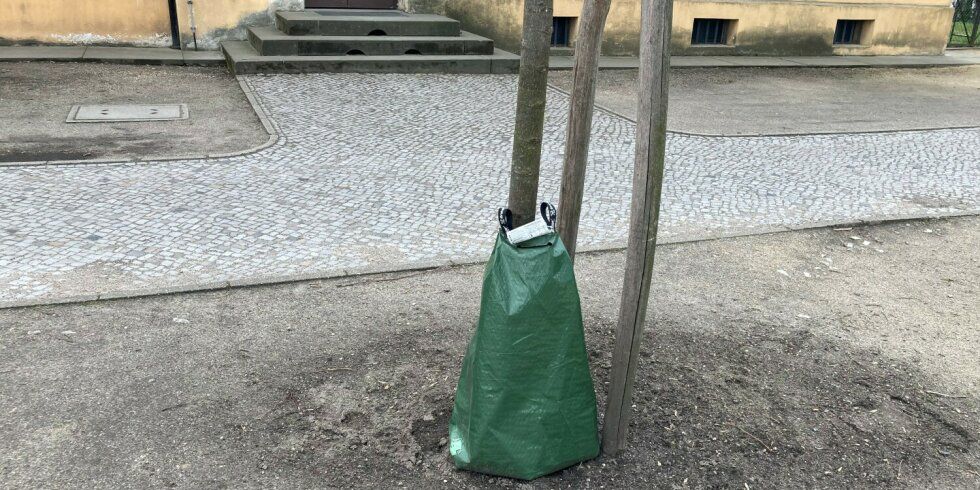 Baum mit Gießsack