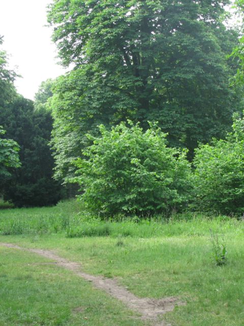 Wiesenfläche im Volkspark Rehberge