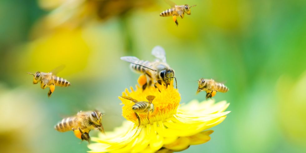 Biene auf einer Blüte