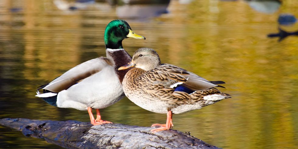 Männliche und weibliche Stockente stehen nebeneinander auf einem im Wasser liegenden Ast