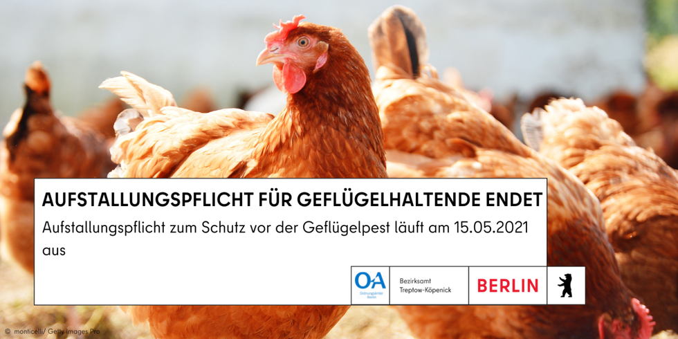 Bild zeigt Hühner im Freiland mit Hinweistext zum Ende der Aufstallungspflicht für Geflügelhalter