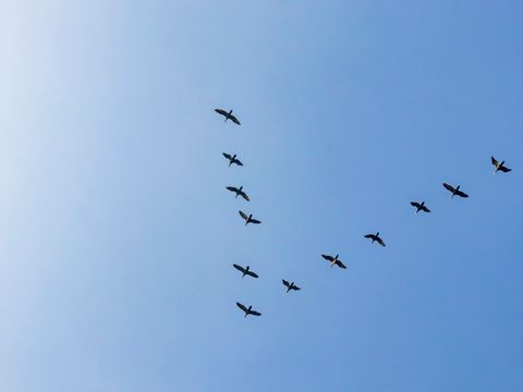 Zugvögel am Himmel