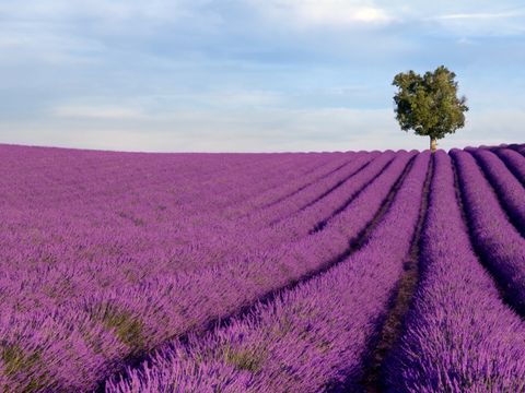 Lavendelfeld Frankreich