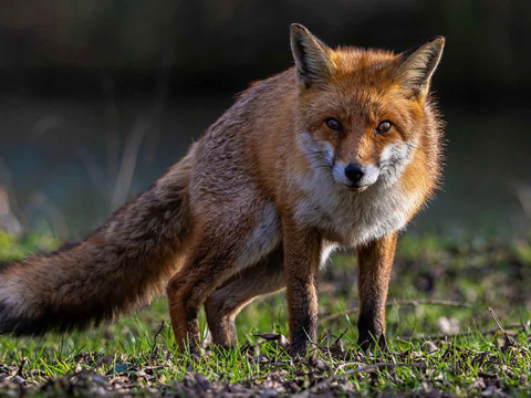 VHS Fuchs