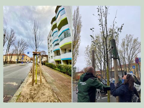 Rückblick Bäume - AuE Bäume