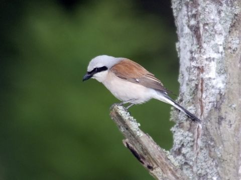 Freibrüter - Neuntöter - Foto von Sergey Yeliseev