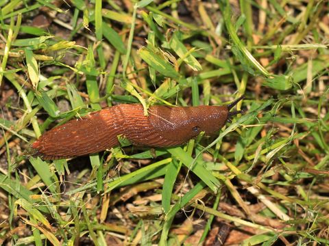 Nacktschnecke