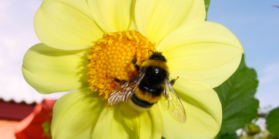 Hummel