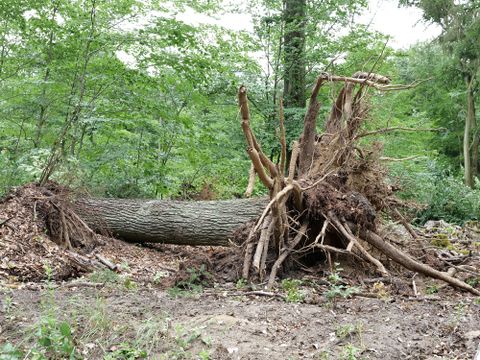Sturmschäden im Tegeler Forst