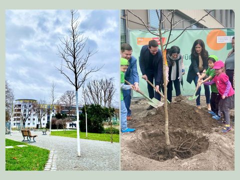 Rückblick Bäume - Baumaßnahmen