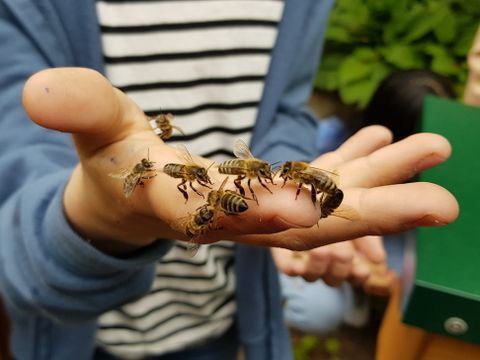 Nehring-Grundschule: Schulbienen