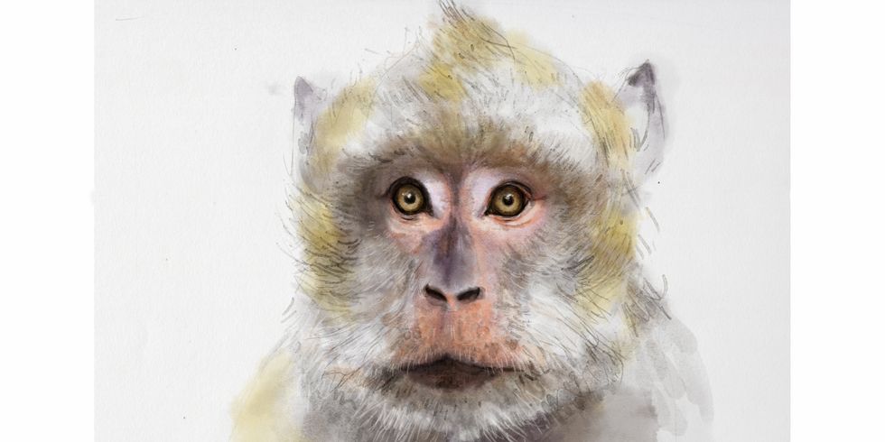 Affe gezeichnet
