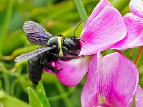 (Bild: Gartenarbeitsschule Tempelhof-Schöneberg)