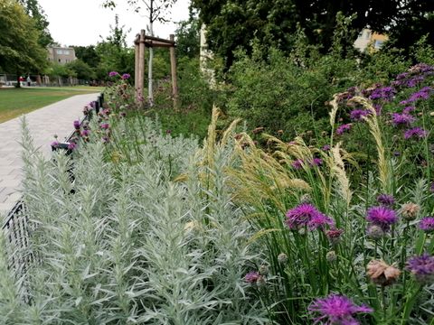 Insektenfreundliche und dem Klima angepasste Gräser und Stauden am Grünzug Halemweg-Popitzweg