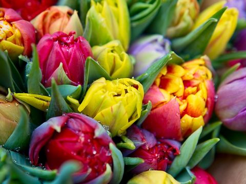 Tulpenstrauss