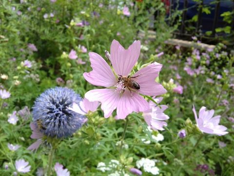 Reiches Nahrungsangebot für Bienen