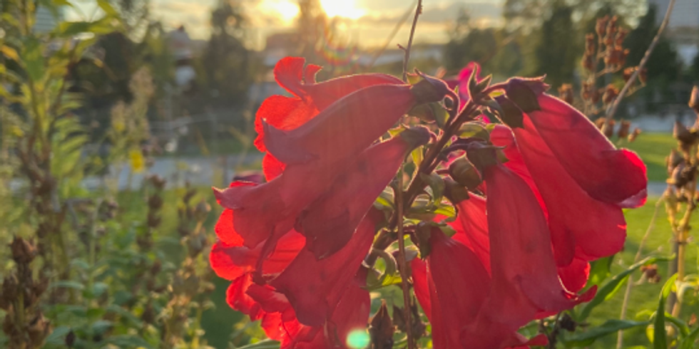 Rote Blüten einer Pflanze stehen im Vordergrund. Dahinter geht die Sonne unter.
