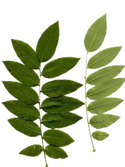 Schnurbaum - Blätter des Honigbaums