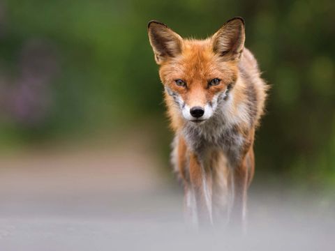 Fuchs (Bild: Sebastian Hennigs)