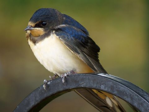 Junge Rauchschwalbe auf einem Metallzaun