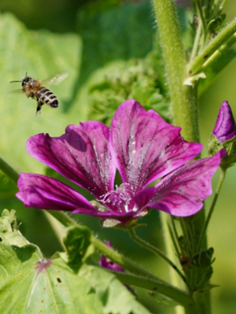 Pflanzenführungen vor der Bibliothek Tiergarten-Süd