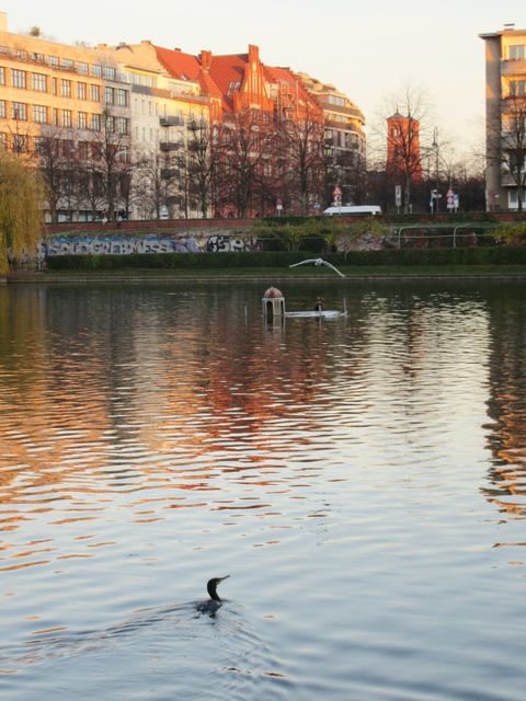 Kormoran am Engelbecken