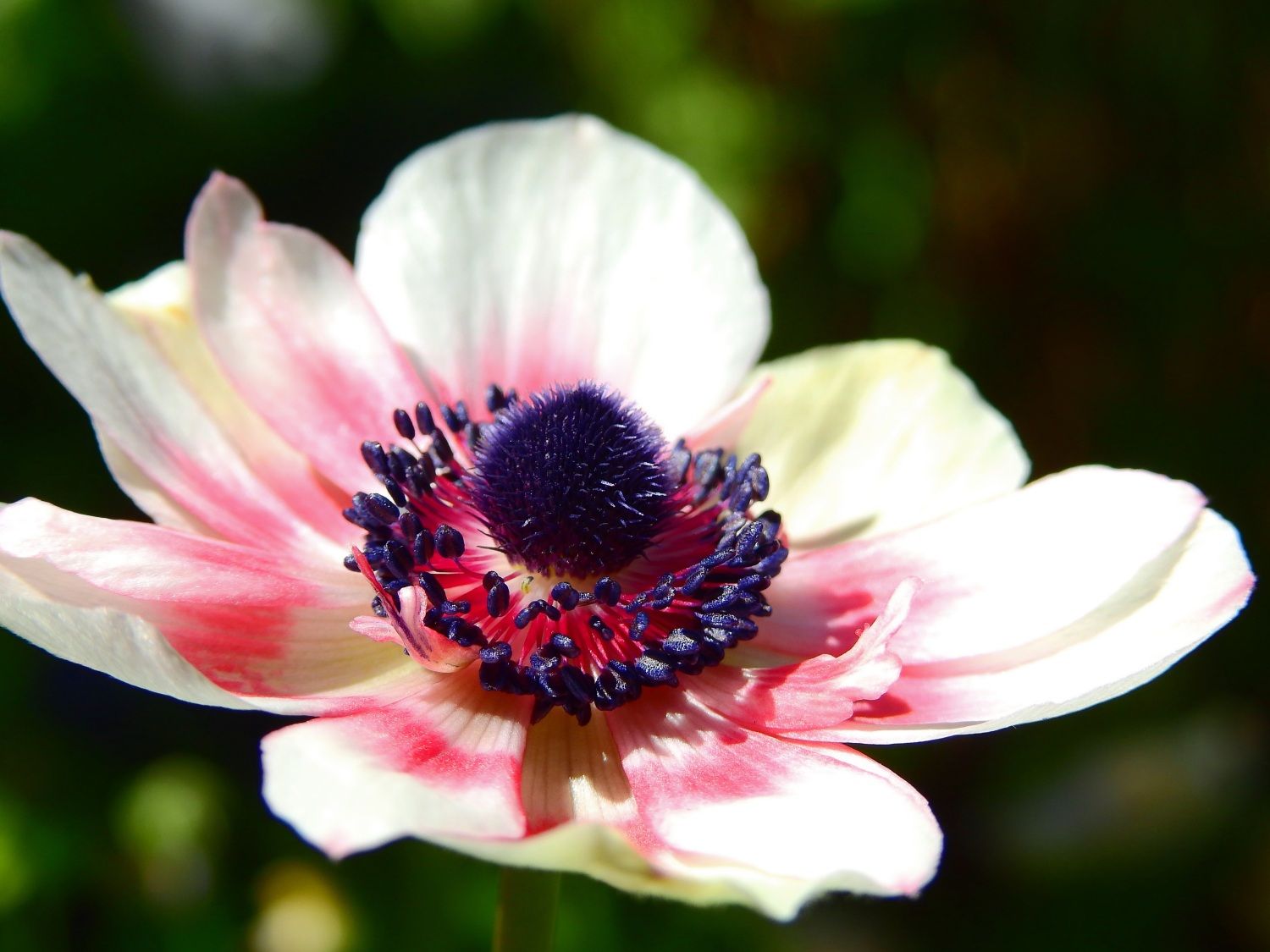 Mohnblüte