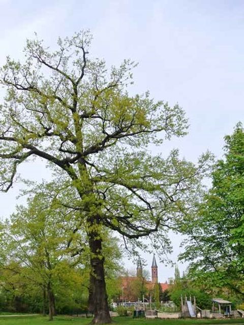 Der Bleicheröder Park, ein Ruheort – nur wenige Schritte von der verkehrsreichen Breiten Straße entfernt