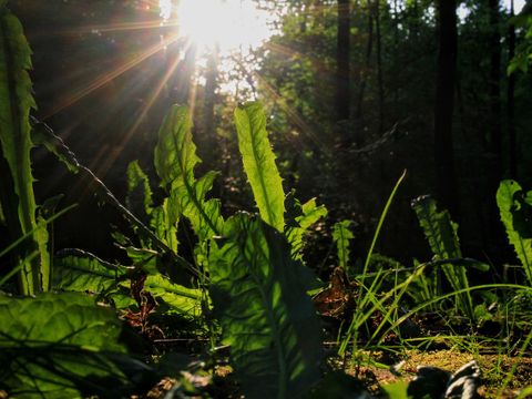 Wald Kräuter im Vordergrund