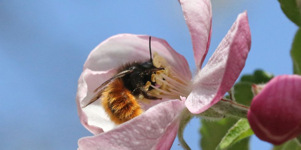 Vor blauem Himmel sitzt eine Gehörnte Mauerbiene auf einer rosafarbenen Obstblüte, daneben ist eine weitere Blüte noch geschlossen. Das rotbraun-pelzige Insekt umgreift mit seinen Vorderfüßen die gelben aufrecht stehenden Blütenstempel. Gut er-kennbar ist das große Facettenauge der Biene.