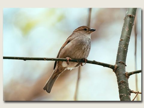 Spatz sitzt auf einem Ast