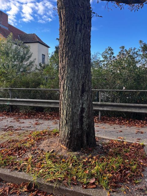 Baum in Heiligensee mutwillig angesägt