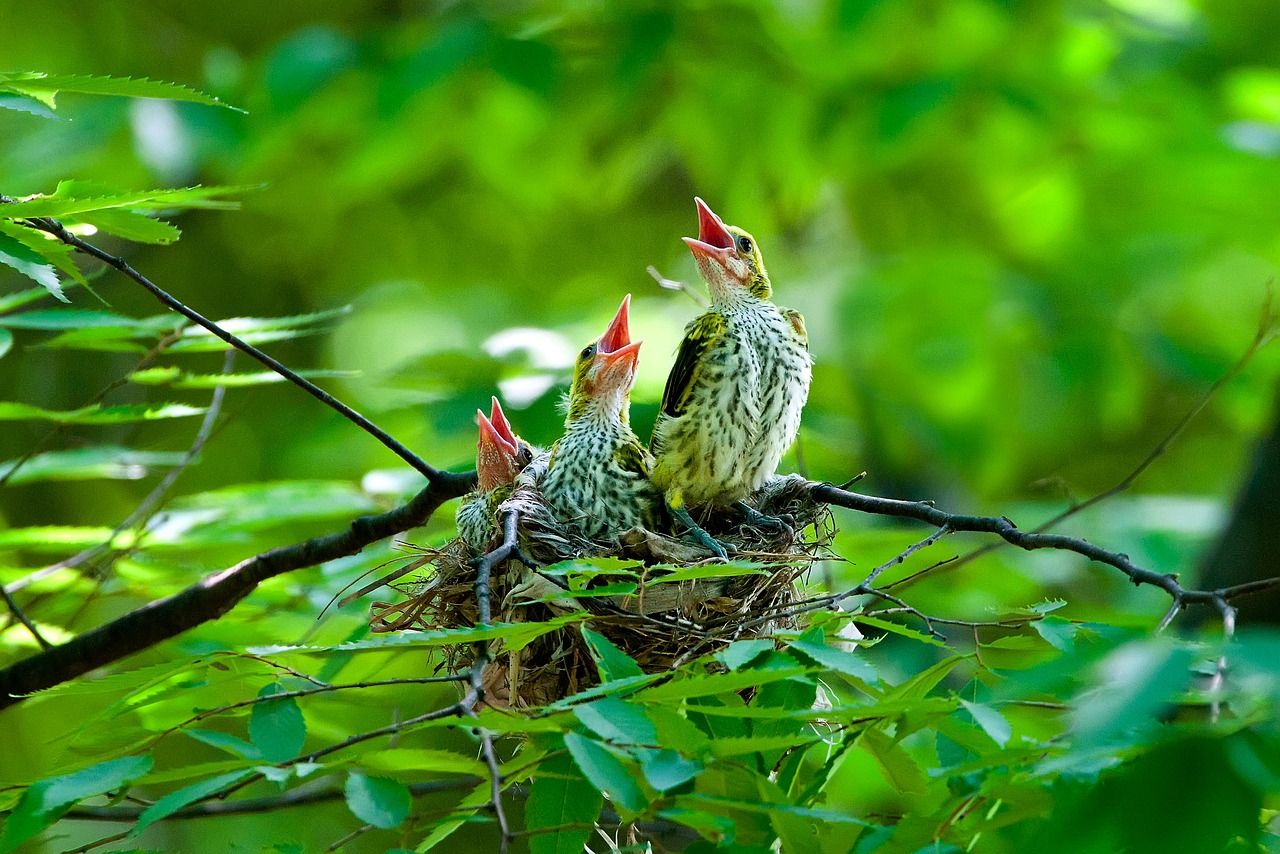 Nest mit Küken in einem Strauch