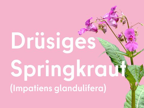 Drüsiges Springkraut