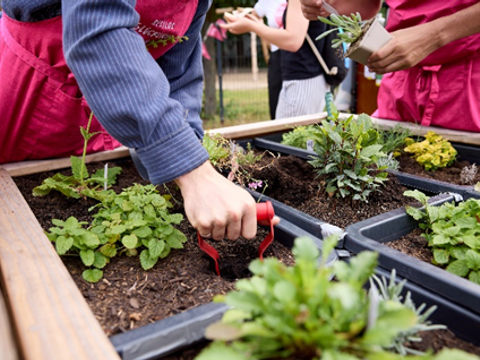 Ein Hochbeet wird mit frischen grünen Küchenkräutern bepflanzt.