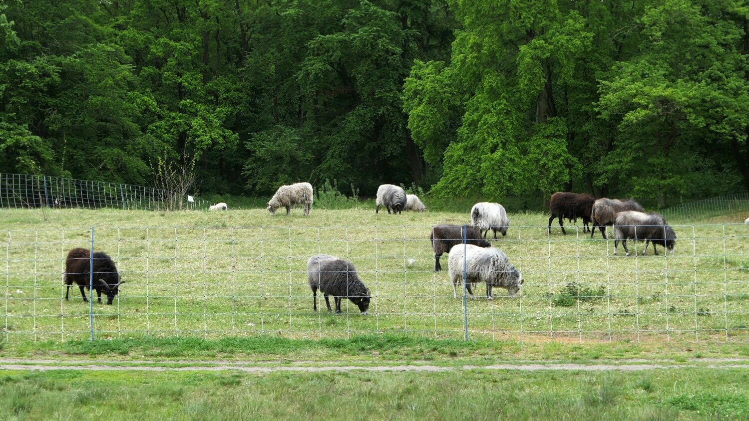 Schafherde auf der Bürgerwiese im Volkspark Rehberge