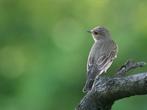 Freibrüter - Grauschnäpper - Foto von Jerzystrzelecki
