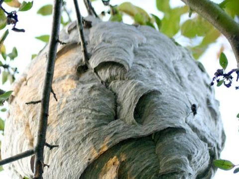 Hornissennest - Foto von Penny Bubar