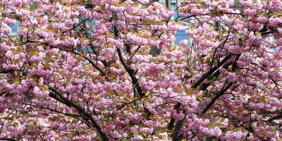 Kirschblüte Mathilde-Jacob-Platz