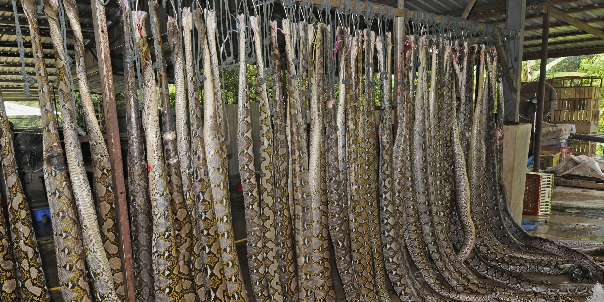 Aufgehängte Netzpythons in einer Abdeckerei in West Malaysia (Bild: Dr. Mark Auliya)